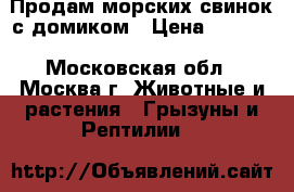Продам морских свинок с домиком › Цена ­ 7 000 - Московская обл., Москва г. Животные и растения » Грызуны и Рептилии   